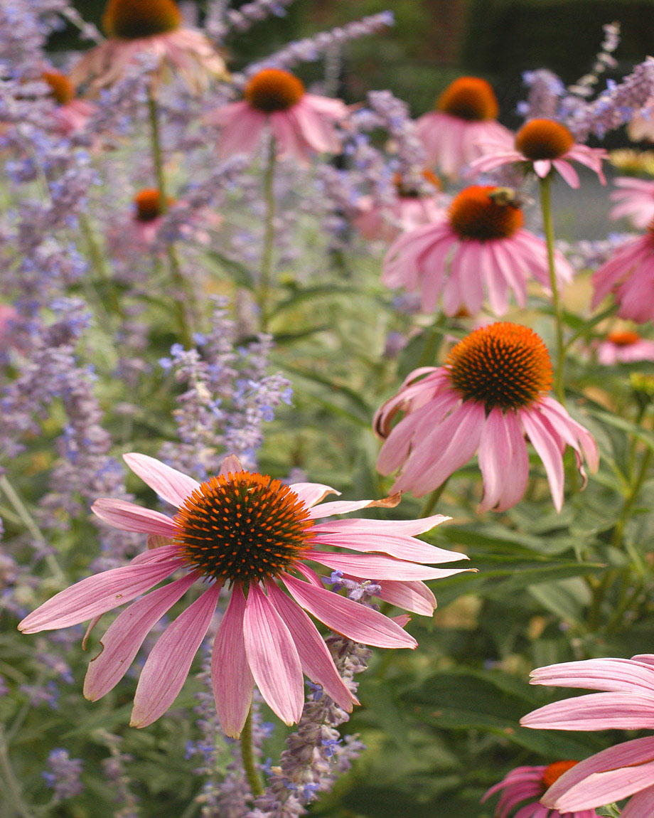 010-flowers-0869.jpg